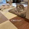 雨田甘夏、拒絶です。【猫とべーとぶりぶり事情】