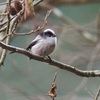 公園の野鳥達（1月20日）エナガ・ジョウビタキ・カワセミ