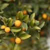 橘をやどに植ゑ生ほし･･･巻第3-410～412