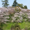 桜淵公園