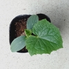 キュウリ、始めます。