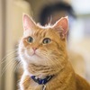 エリザヴェータ・ザヴャロワ🐱科学者たち、赤毛の猫と他の猫の遺伝子的違いの原因を解明
