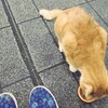 ストンって