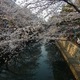 大垣まつりの夜宮と水門川の桜