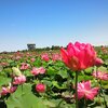 遊潟広場で…　蓮の花
