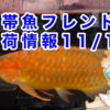 【入荷情報】熱帯魚フレンド入荷情報11/16