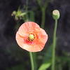 近所の花達すりー　踊子