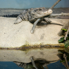 ニシアフリカコガタワニ Osteolaemus tetraspis