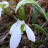 「雪の雫」の花