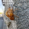 大暑　　土潤溽暑　つちうるおうてむしあつし