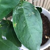 【オレンジの木】