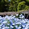 長居植物園　ネモフィラ