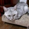クロ猫、出張中につき