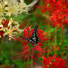彼岸花とアゲハ