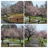 かっぱさんぽ🚶(1062日目)