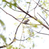 随所にムシクイそしてコサメビタキ(大阪城野鳥探鳥 2016/08/20 5:10-13:35)