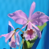 Cattleya  labiata`Minami'