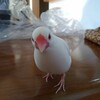 いつかは鳳凰