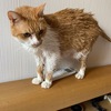 猫たちをシャンプーしました：猫のシャンプーの効果と必要性