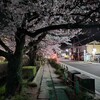 3/30 桜