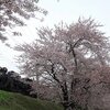 喜久田の桜