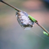 ハラビロカマキリの卵鞘