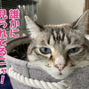 猫にも広がる監視社会