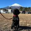 ラブラドールリアン