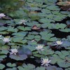 神戸森林植物園 紫陽花以外の楽しみ