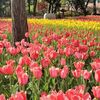 【横浜  横浜公園】春本番！満開のチューリップを見に行こう