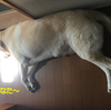 小さなひなた