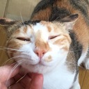 catmamireの日記