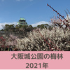 大阪城公園の梅林【2021年】メジロいっぱい！アクセスと開花状況