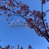 桜を観れる公園🌸✨