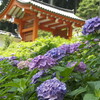 【神社仏閣】紫陽花の三室戸寺（宇治市）