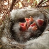 ５日目の野鳥のヒナは、ロックミュージシャンのようになってきた