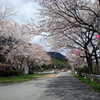 桜の花