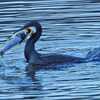 魚を飲み込めないカワウ