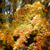 袖ケ浦公園の紅葉と日本水仙