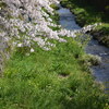 2020　一の坂周辺の桜　その弐（一の坂川）