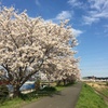 木曜日、鶴見川の桜散策