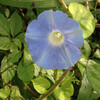 (223) Ipomoea purpurea