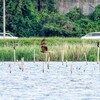 手賀沼の鳥達