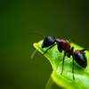 ANTをなくす勉強法、のお話