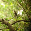 マレーコゲラSunda Woodpecker （ジャワの鳥その14）