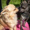 【人気11選】ひとり暮らしでも飼いやすい小型犬の種類と特徴を徹底比較