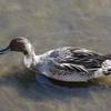 手賀沼公園のオナガガモ