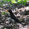 クロツグミ　　　　　　　　　☄