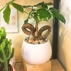 Cây Kim Ngân – ý nghĩa phong thủy, vị trí đặt cây và cách chăm sóc