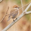 山のお寺で鳥見